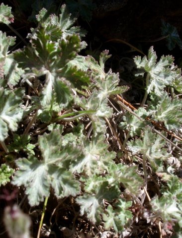 Geranium robustum leaves